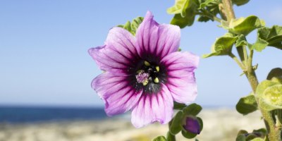 Mallorca Urlaub An Pfingsten Fur 21 Buchen