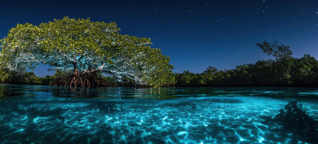 Mangrovenbaum bei Nacht über leuchtend klarem Wasser – tropische Lagune unter sternenklarem Himmel.