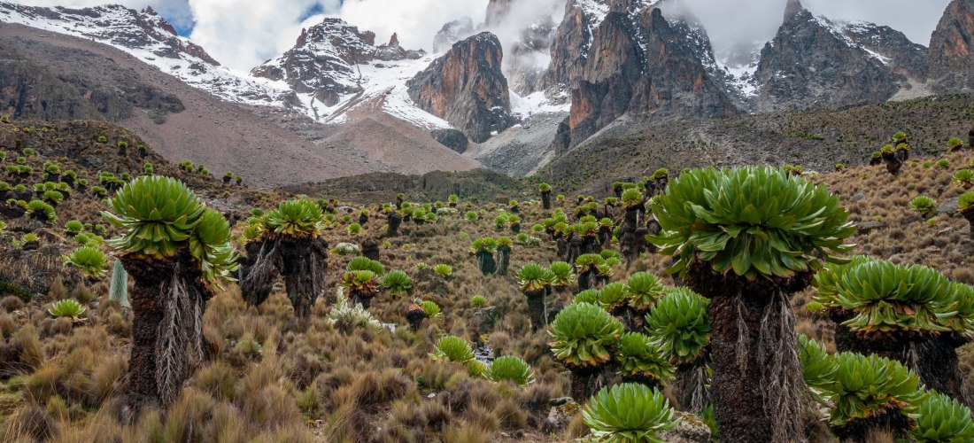 Lobelien vor schneebedeckten Gipfeln im Mount Kenya Nationalpark Kenia – Naturwunder Afrikas