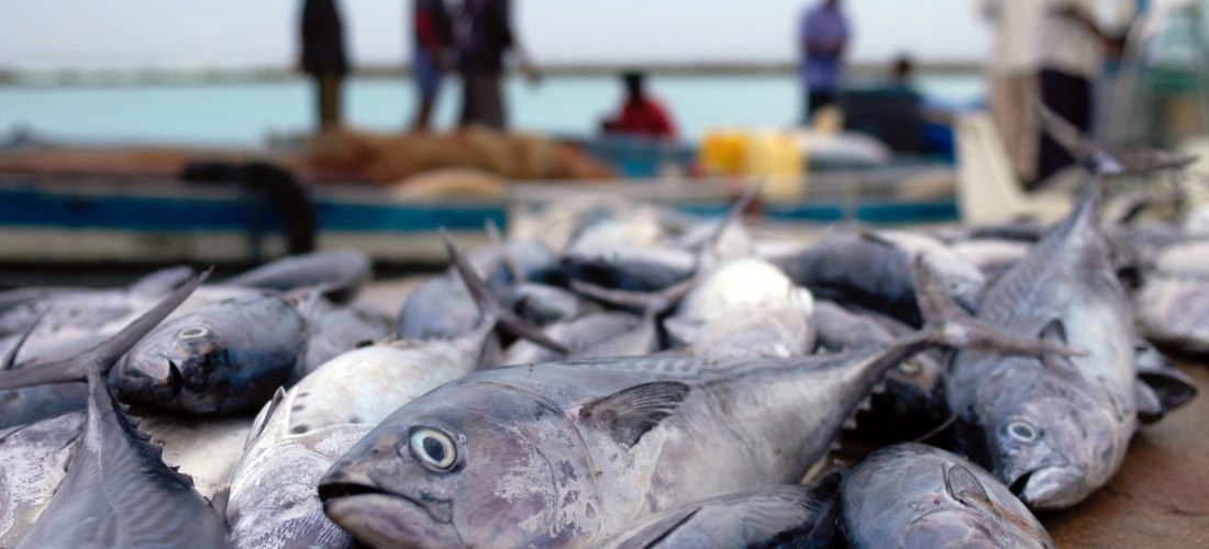 Ein Stapel frisch gefangener Fische liegt auf einem Marktstand, während Fischer im Hintergrund ihre Netze entladen.              Die Szene vermittelt das geschäftige Treiben eines Fischmarkts am Hafen.