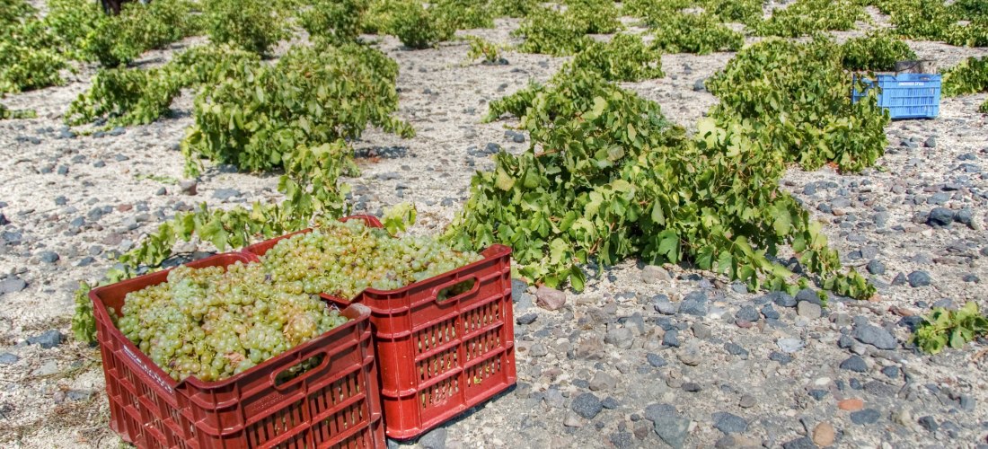 Weinlese auf Santorini: Zwei rote Plastikkisten sind mit frisch geernteten grünen Weintrauben gefüllt. Im Hintergrund sieht man ein trockenes, steiniges Feld mit niedrigen Weinstöcken, ein Maultier und eine Person bei der Ernte. Weiße Häuser eines Dorfes 
