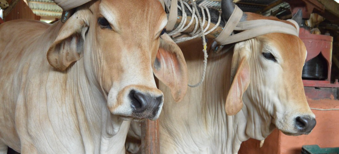 Zwei Ochsen mit Geschirr stehen nebeneinander in einem überdachten Stall, bereit zum Ziehen eines traditionellen bunt bemalten Holzwagens, wie er in Costa Rica typisch ist