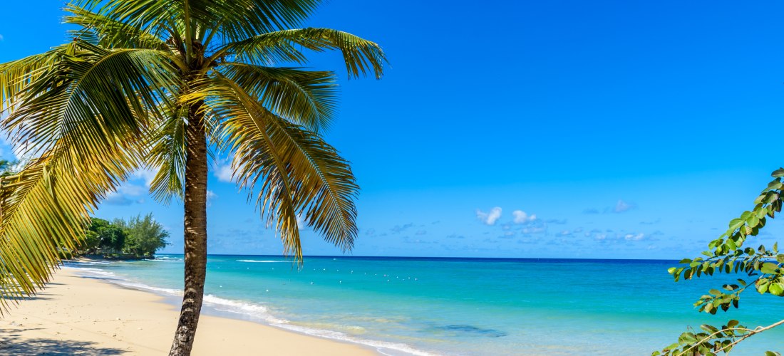 Tropischer Sandstrand auf Barbados mit einer schräg stehenden Palme im Vordergrund. Der feine Sand und das ruhige türkisfarbene Meer erstrecken sich bis zum Horizont. Der Himmel ist strahlend blau mit wenigen kleinen Wolken.