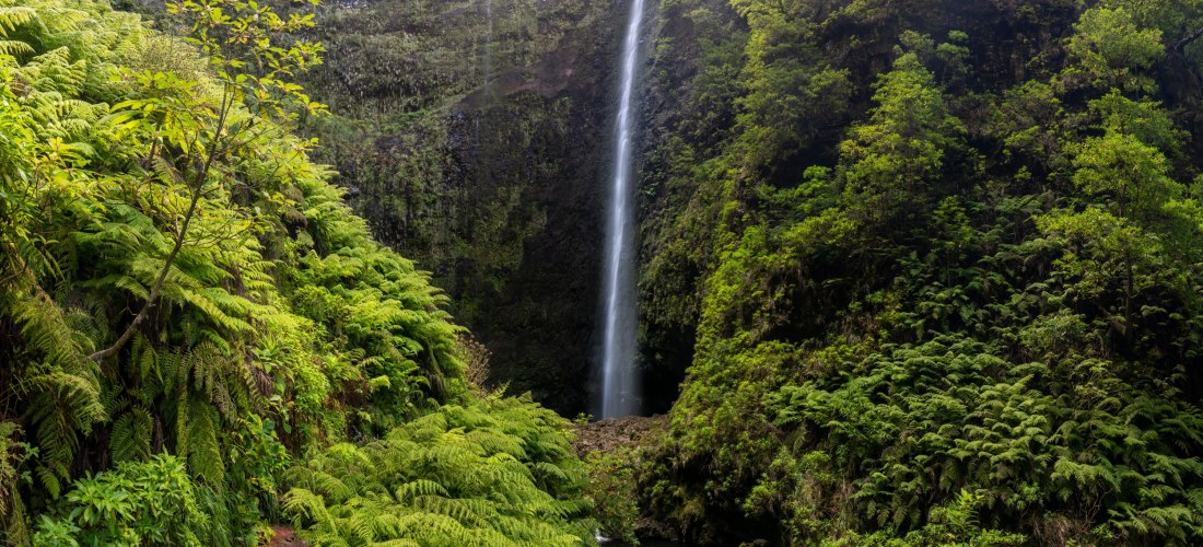 Caldeirão Verde Madeira – Wasserfall im grünen Lorbeerwald Wasserfall Caldeirão Verde im Lorbeerwald von Madeira umgeben von dichter Vegetation und Farnen