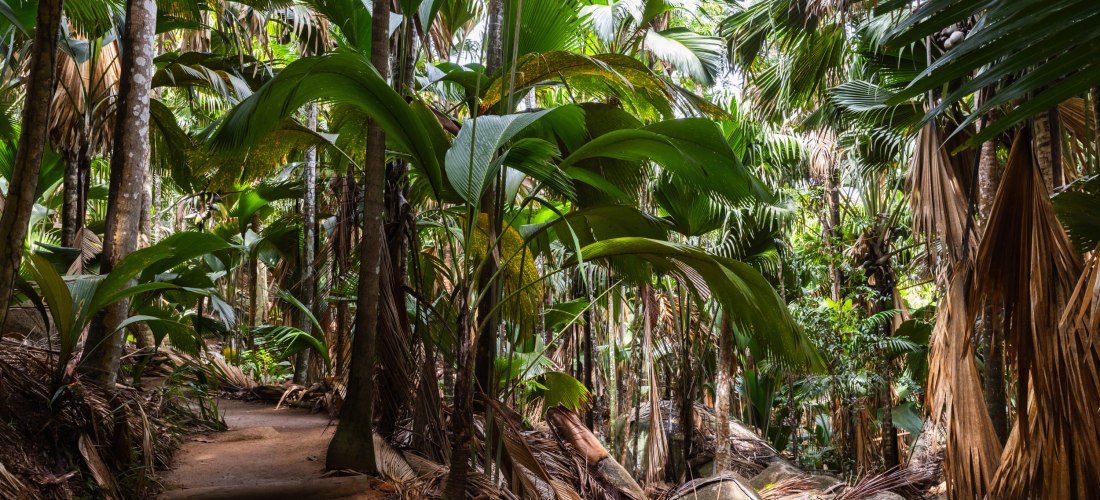 UNESCO-Weltnaturerbe Vallée de Mai auf Praslin, dichter Palmenwald mit Coco-de-Mer Palmen 2025/2026