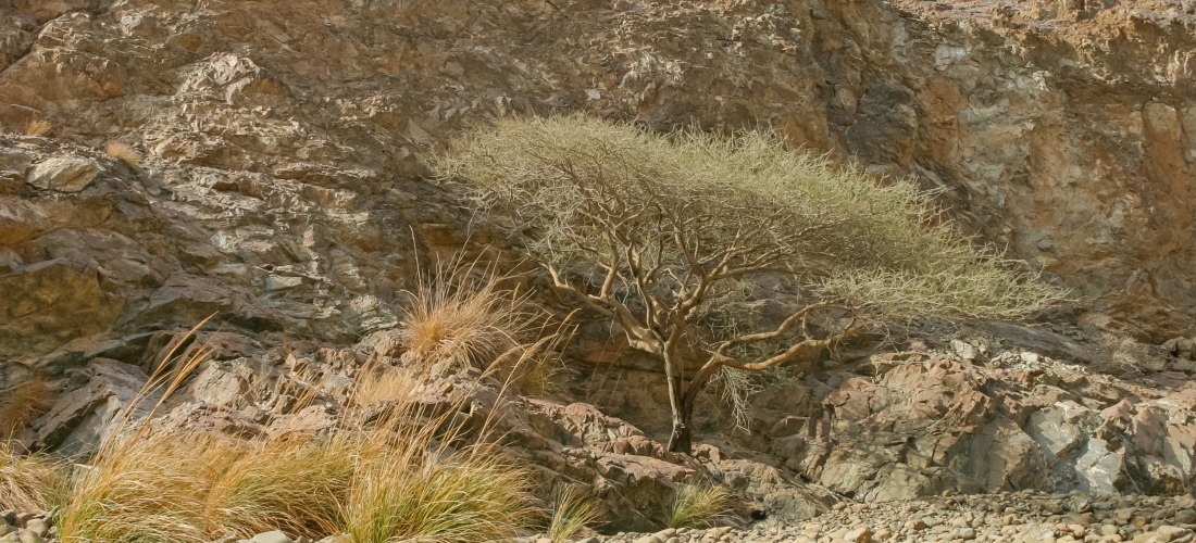 Felsformation mit einsamem Baum im Hajar-Gebirge, Fujairah. Trockene Berglandschaft mit Geröll und Wildpflanzen – authentisches Naturerlebnis in den VAE.