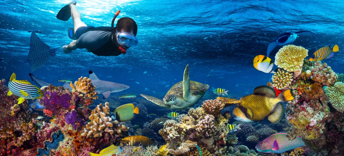 Ein Schnorchler erkundet die faszinierende Unterwasserwelt mit bunten Fischen, lebendigen Korallen und einer Meeresschildkröte. Im Hintergrund gleitet ein Rochen durch das kristallklare Wasser.