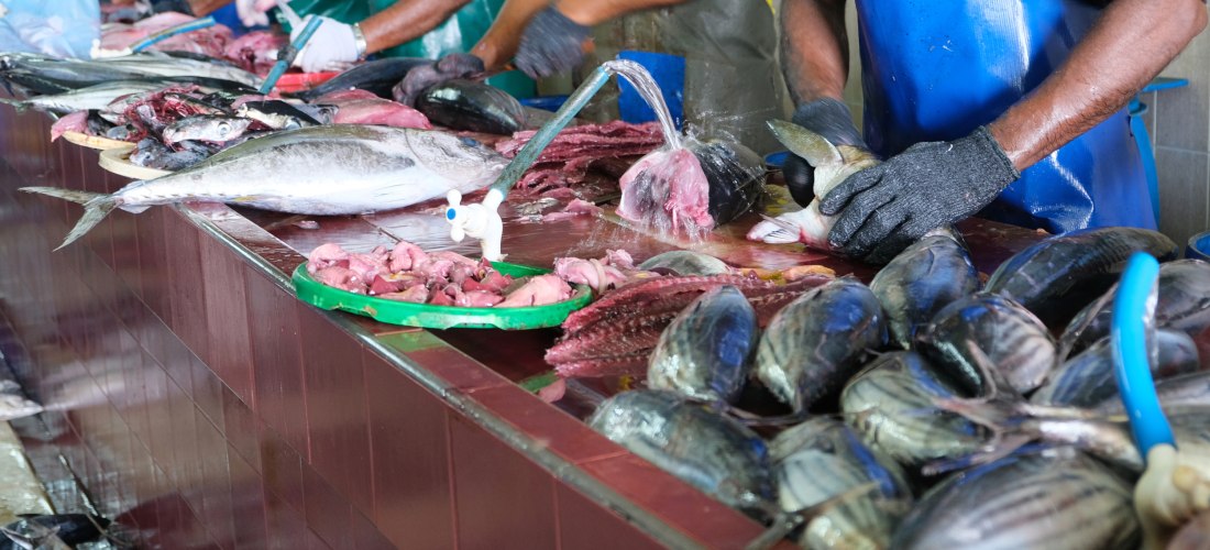 Auf einem geschäftigen Fischmarkt bereiten Fischer den frischen Fang des Tages vor.              Große Thunfische und andere Meeresfrüchte werden filetiert und für den Verkauf vorbereitet –              ein faszinierender Einblick in die traditionelle Fis