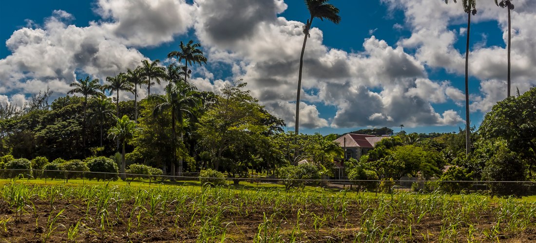 Blick auf ein reifes Zuckerrohrfeld auf Barbados. Die langen, grünen und teils braunen Halme wiegen sich leicht im Wind. Der Boden ist feucht, daneben ein schmaler, sandiger Pfad. Der Himmel ist leicht bewölkt – eine typische Szene aus der landwirtschaftl