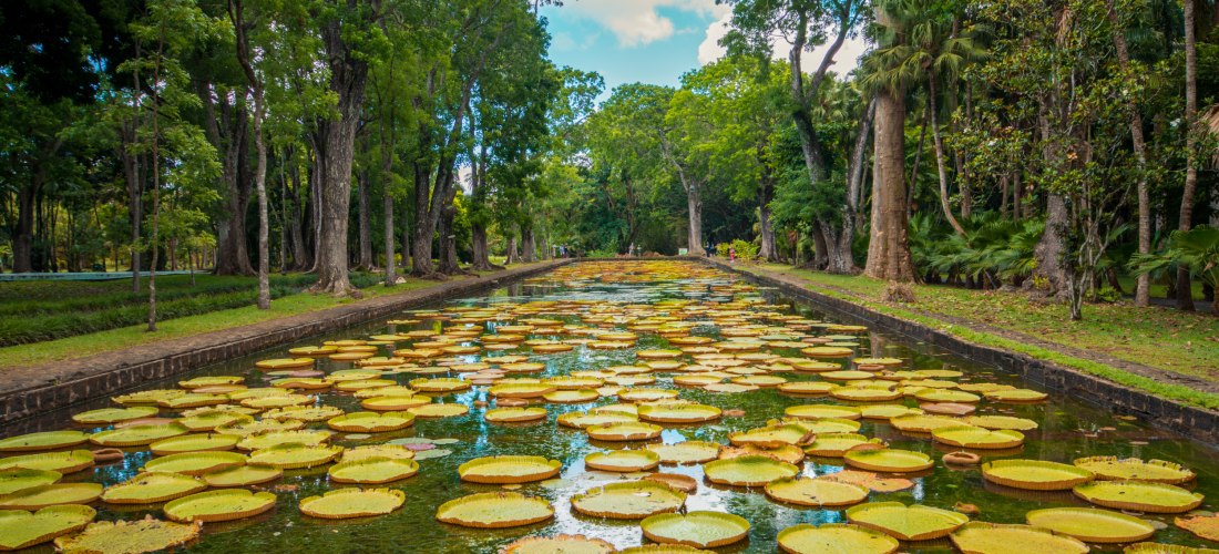 Riesige Seerosen im Botanischen Garten von Pamplemousses auf Mauritius, umgeben von hohen Bäumen