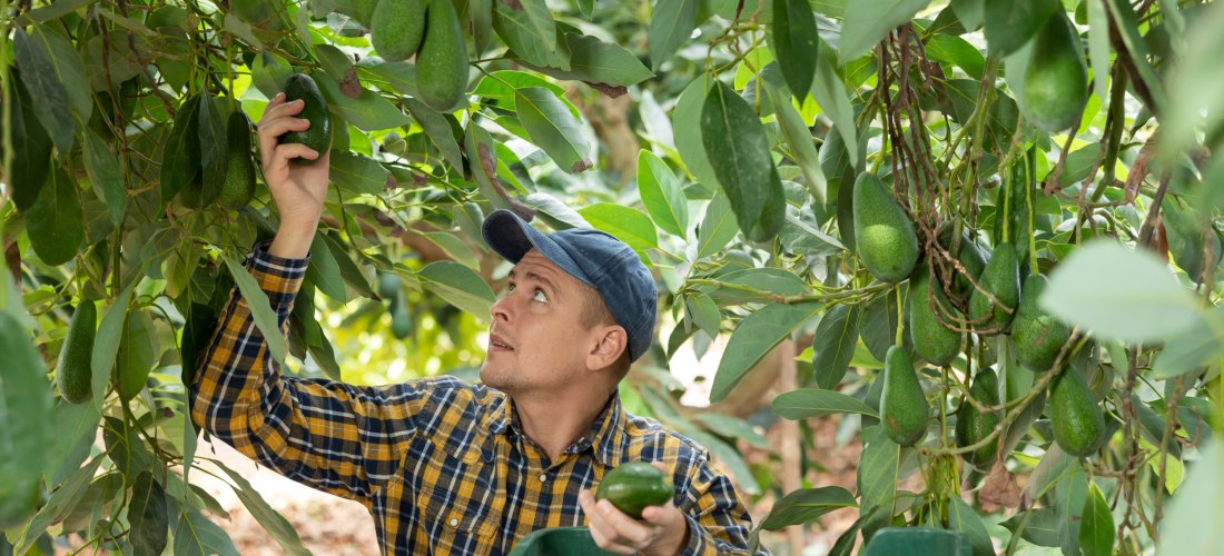 junger Mann, der im Herbst im Garten reife Avocados aus der Region erntet
