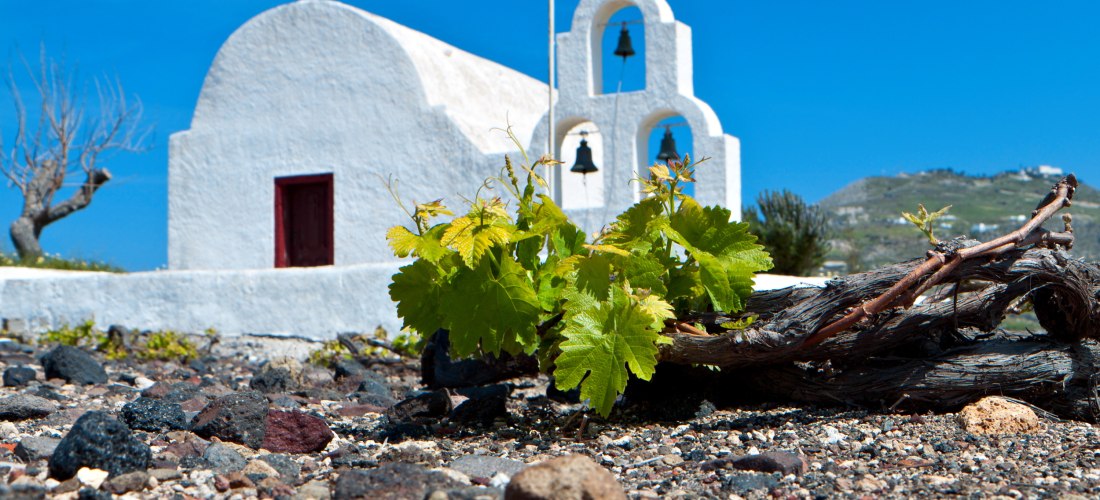 Eine kleine weiß getünchte griechische Kapelle mit zwei Glocken im Turm vor strahlend blauem Himmel. Im Vordergrund wächst ein alter knorriger Weinstock mit leuchtend grünen Blättern aus dem steinigen vulkanischen Boden. Im Hintergrund sind Hügel mit einz
