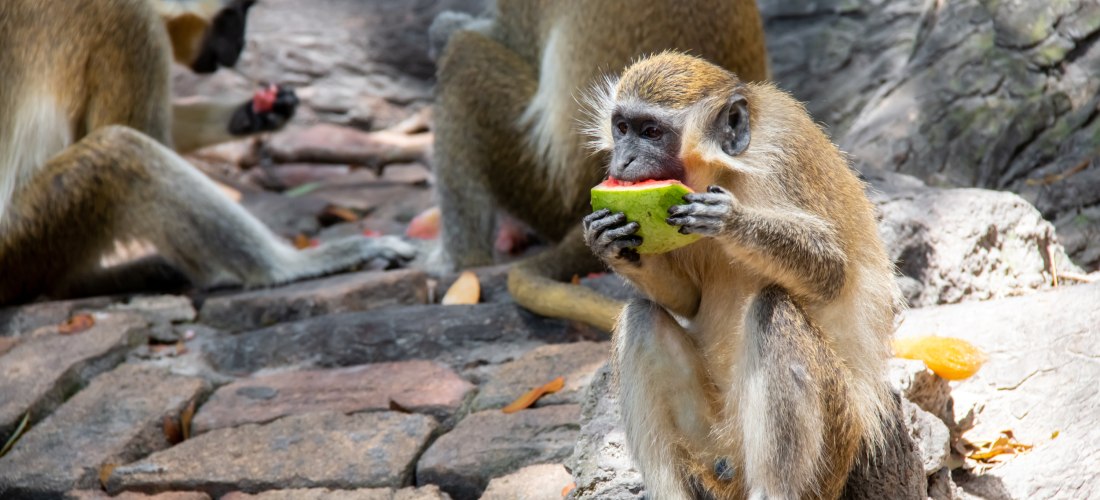 Grüne Meerkatze auf Barbados beim Essen einer Frucht, im Hintergrund weitere Affen.