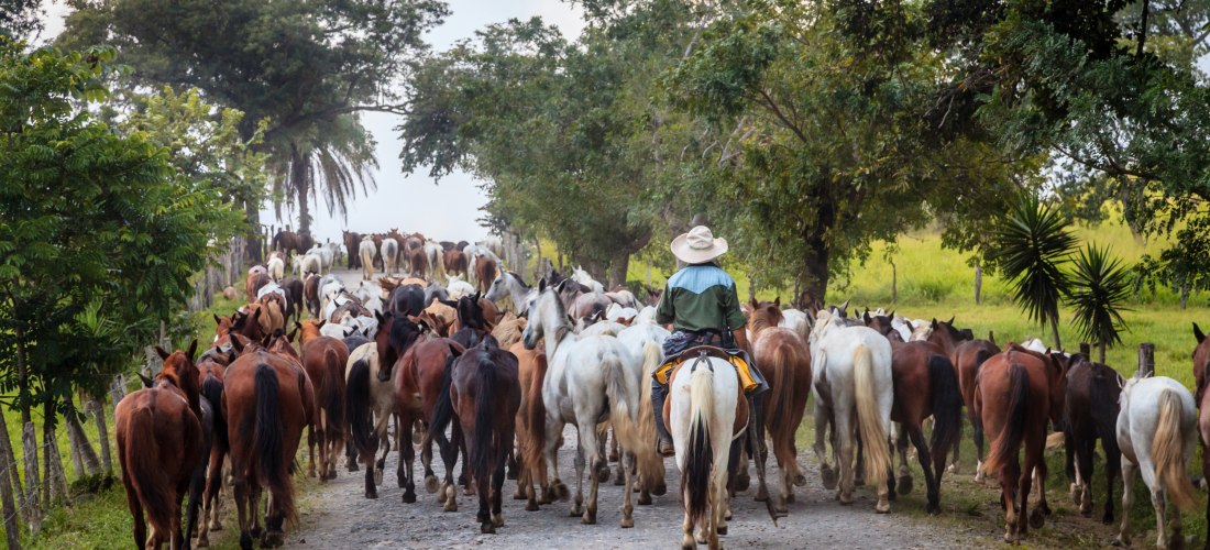 Ein Cowboy reitet auf einem Pferd hinter einer großen Herde von Pferden auf einem ländlichen Weg, umgeben von grünen Bäumen