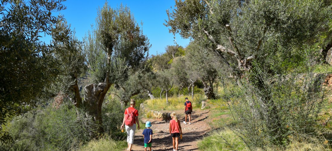 Familie wandert mit Kindern auf einem Naturpfad durch Olivenhaine unter blauem Himmel auf Mallorca
