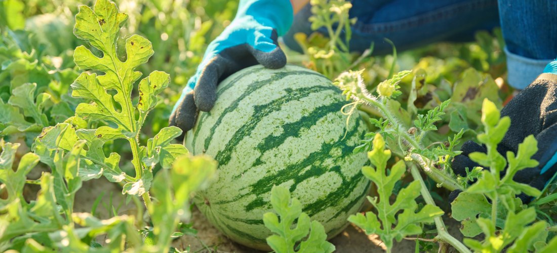  Das Bild zeigt eine große Wassermelone mit typischer hellgrün-dunkelgrün gestreifter Schale, die in einem Feld zwischen Melonenpflanzen liegt.   Eine Person mit blauen Gartenhandschuhen und Jeans hockt neben der Melone und hält sie mit einer Hand fest, a
