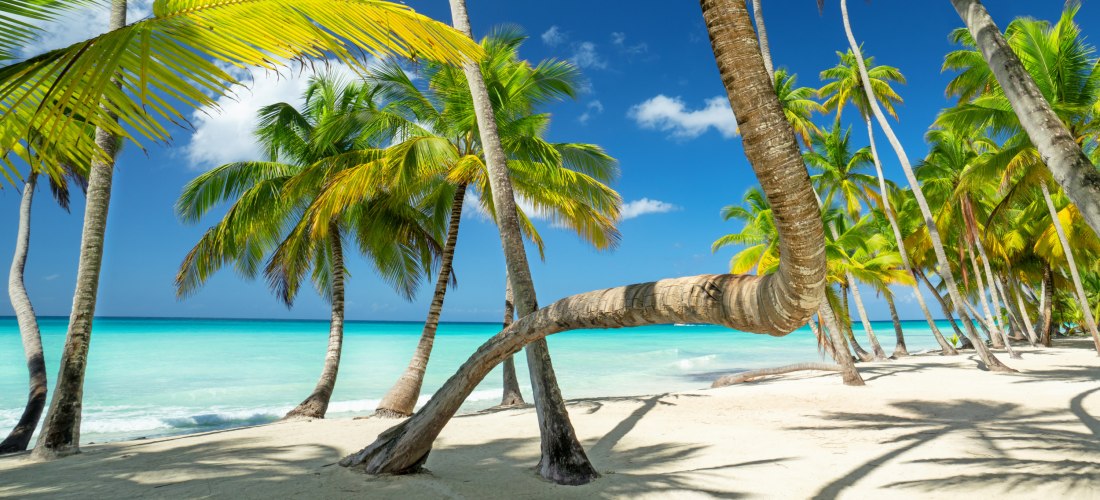 Palmen mit gebogenen Stämmen am weißen Sandstrand vor klarem türkisblauem Meer und wolkenlosem Himmel