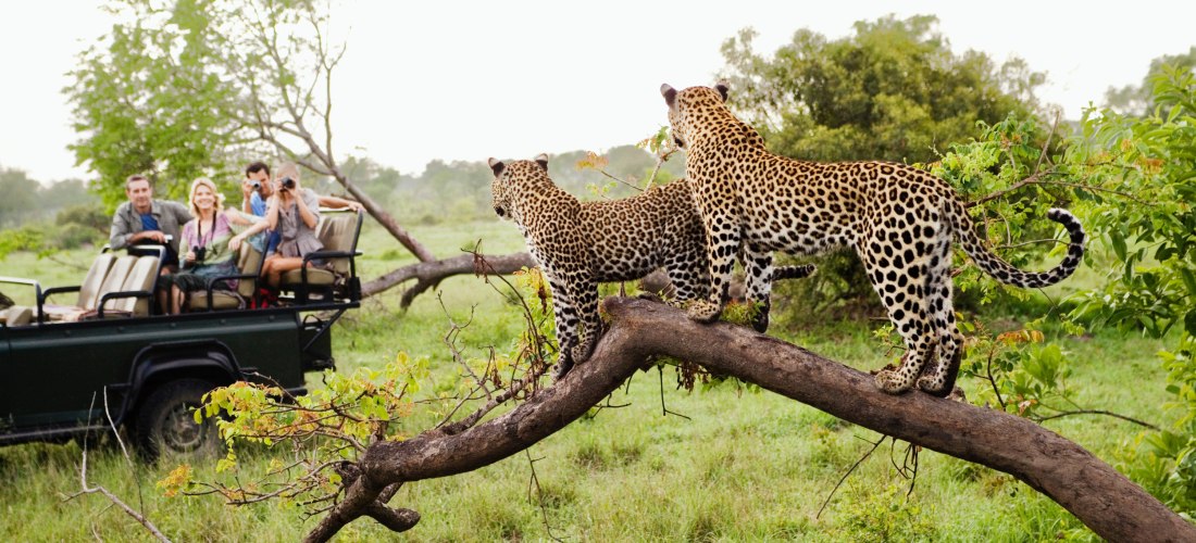 Zwei Leoparden stehen auf einem Ast in einem grünen Safari-Gebiet. Im Hintergrund beobachten Touristen die Tiere aus einem offenen Geländewagen heraus und fotografieren sie.
