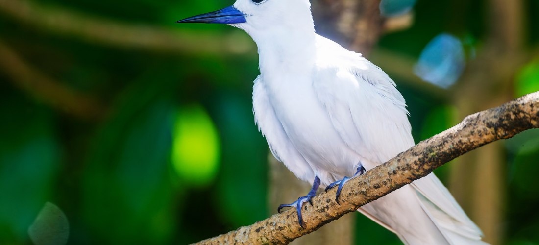 Cousin Island Seychellen 2025/2026 – Weißer Seeschwalbe (Fairy Tern) im Naturreservat auf einem Ast