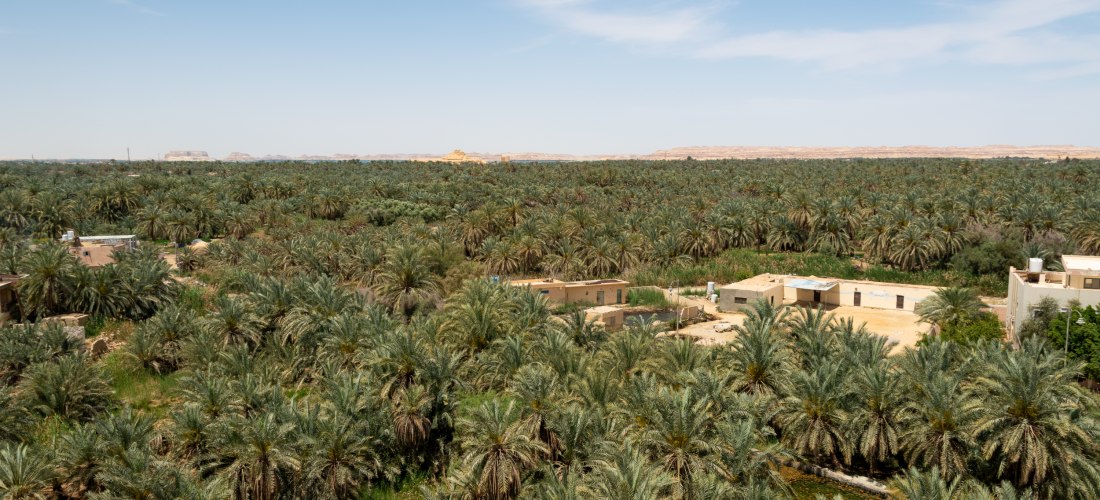 Ägypten - Siwa Oase Das Bild zeigt einen weiten Blick über die Farafra-Oase in der westlichen Wüste Ägyptens. Eine riesige Fläche ist mit Tausenden von Dattelpalmen bedeckt, die sich bis zum Horizont erstrecken. Zwischen dem satten Grün liegen verstreut kleine, sandfarbene H