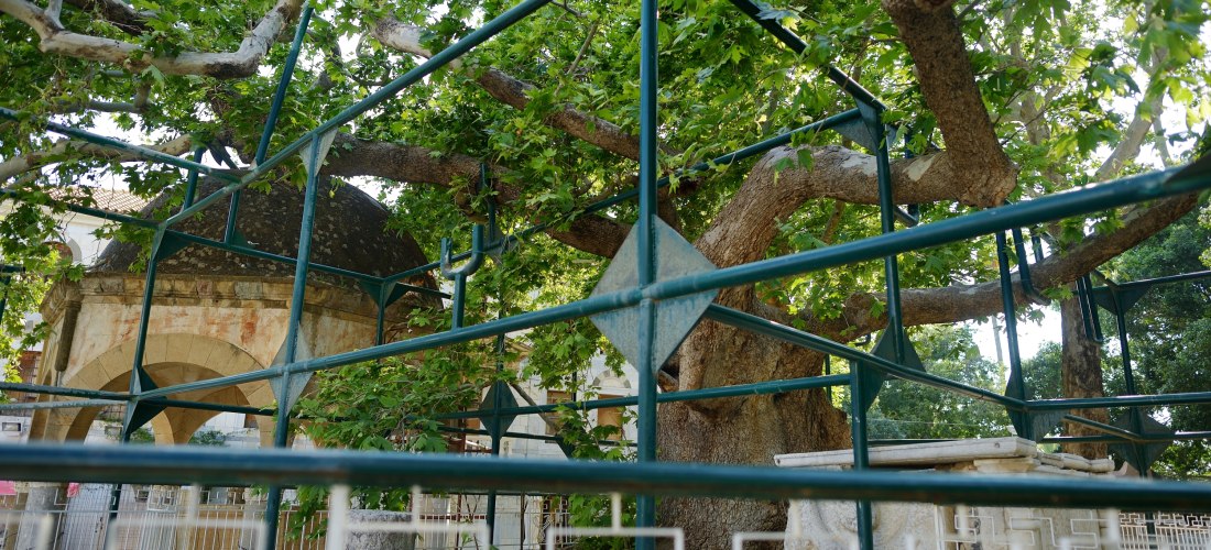 Massiver Platanenbaum mit dicken Ästen, die von einem grünen Metallgerüst gestützt werden. Im Hintergrund ein historischer Steinbau mit Kuppel