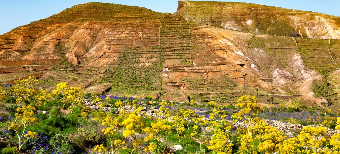 Terrassierter Hügel mit rötlich-brauner Erde und grüner Vegetation. Im Vordergrund blühen gelbe Wildblumen unter klarem, blauem Himmel.