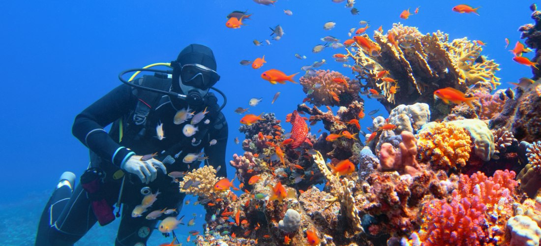 Ein Taucher in voller Ausrüstung schwebt unter Wasser neben einem farbenfrohen Korallenriff. Um ihn herum schwimmen zahlreiche bunte Fische in verschiedenen Größen und Farben. Die Sicht unter Wasser ist klar, das Licht fällt blau und ruhig auf das lebendi