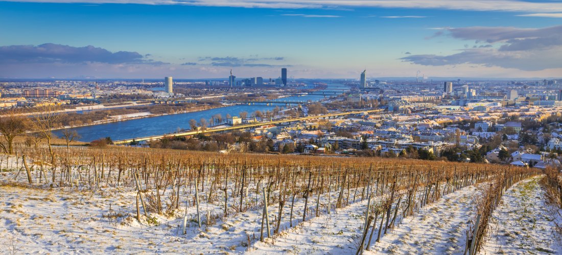 Winterlicher Ausblick auf Wien von einem schneebedeckten Weinberg aus. Im Vordergrund Rebstöcke, im Hintergrund die Donau mit mehreren Brücken und das moderne Stadtpanorama mit Hochhäusern unter blauem Himmel.