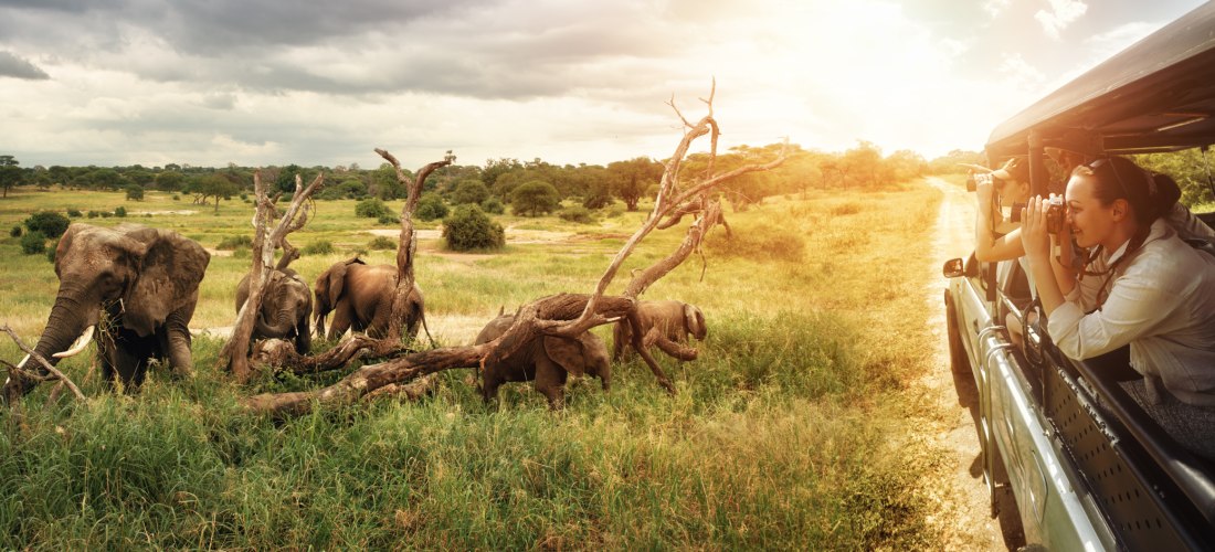 Eine Gruppe von Reisenden beobachtet vom offenen Safarifahrzeug aus eine Elefantenherde in der afrikanischen Savanne. Im Vordergrund grasen mehrere Elefanten neben einem umgestürzten Baum. Die Szene ist von goldener Abendsonne durchflutet, während am Himm