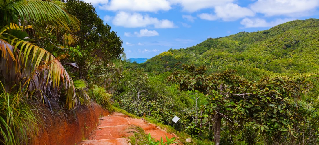 Wanderweg im Vallée de Mai, Praslin – üppige Vegetation und rote Erde, Highlight der Seychellen 2025/2026