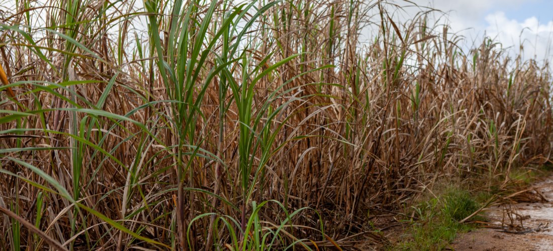 Nahaufnahme eines Zuckerrohrfeldes auf Barbados. Die langen, schmalen Blätter des Zuckerrohrs sind teils grün, teils braun vertrocknet. Rechts verläuft ein schmaler, matschiger Feldweg, der von Regenwasser durchweicht ist. Der Himmel ist leicht bewölkt.