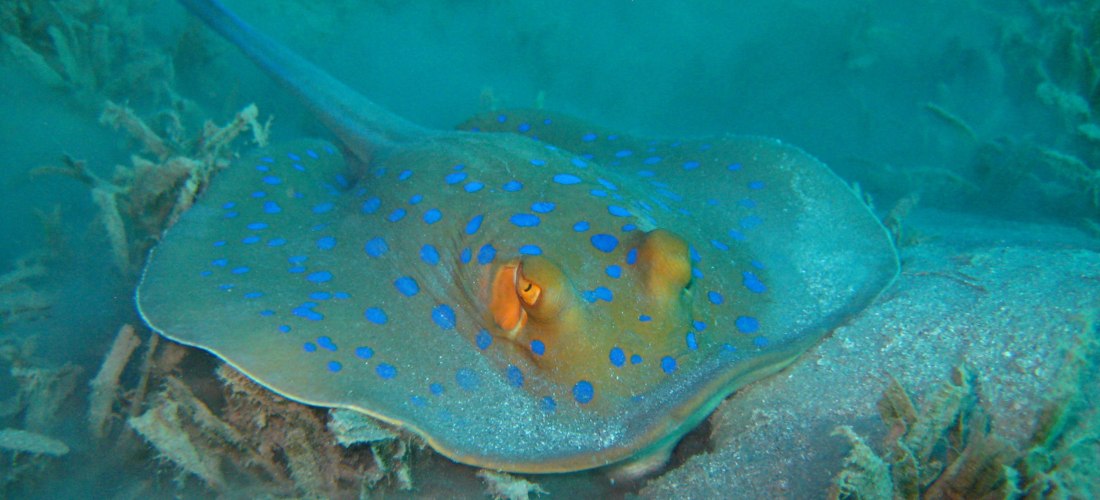 Ein Blaupunktrochen liegt auf dem sandigen Meeresboden, umgeben von Wasserpflanzen. Der Rochen hat blaue Punkte auf grauer Haut und auffällige orangefarbene Augen.