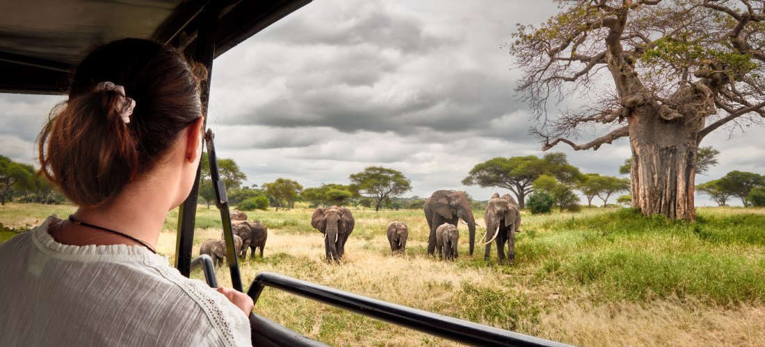 Blick aus einem offenen Safarifahrzeug: Eine Elefantenherde mit Jungtieren grast in der Savanne; rechts steht ein großer Baobab unter bedecktem Himmel.