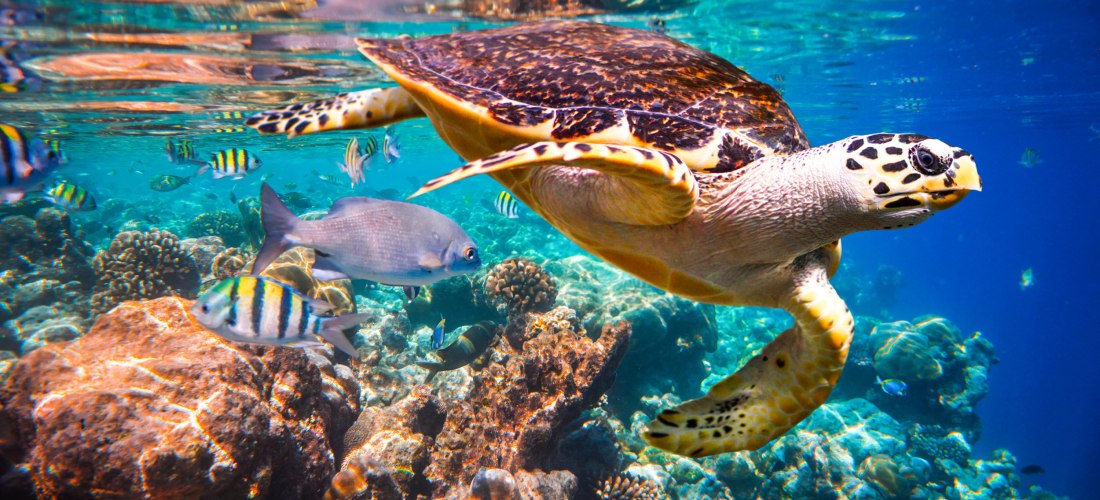 Meeresschildkröte schwimmt im klaren Wasser durch ein Korallenriff, umgeben von bunten tropischen Fischen. Sonnenlicht erzeugt Reflexionen an der Wasseroberfläche.