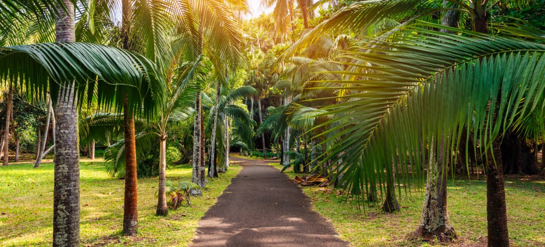 Palmengesäumter Weg im Botanischen Garten von Pamplemousses auf Mauritius im Sonnenlicht