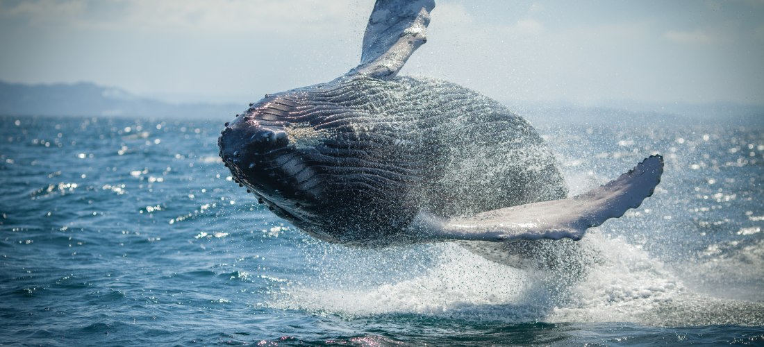 Springender Buckelwal im Meer vor der Halbinsel Samaná in der Dominikanischen Republik, bekannt für Whale Watching