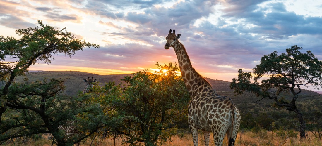 Giraffe steht zwischen Bäumen in der afrikanischen Savanne, während die Sonne hinter ihr untergeht. Der Himmel ist leicht bewölkt und in warmes Abendlicht getaucht.