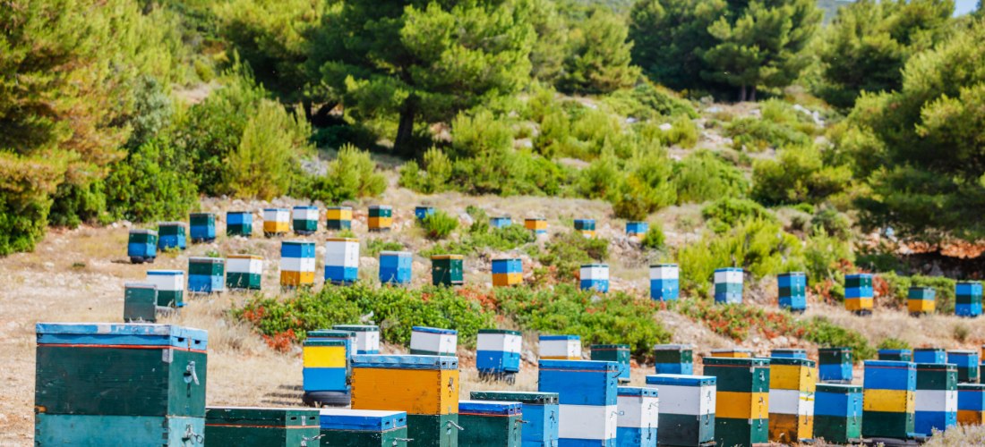 Zahlreiche bunte Bienenstöcke in Blau, Gelb, Weiß und Grün stehen in einer hügeligen Landschaft mit Kiefern und Sträuchern. Die Kästen sind in Reihen aufgestellt und verteilen sich über das offene Gelände. Die Umgebung wirkt ruhig und natürlich.