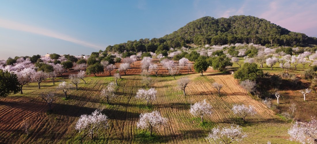 Weite mallorquinische Landschaft mit blühenden Mandelbäumen in zarten Weiß- und Rosatönen. Die Felder sind in Reihen bepflanzt und zeigen Spuren landwirtschaftlicher Nutzung. Im Hintergrund erhebt sich ein mit Pinien bewaldeter Hügel unter einem pastellfa