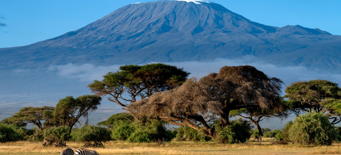 Blick auf den Kilimandscharo und Safari mit Zebras