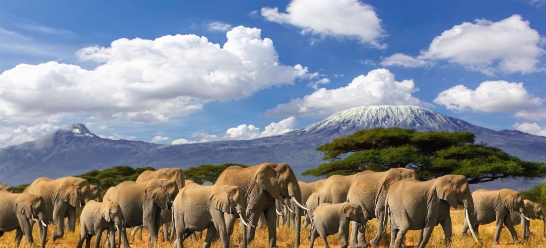 Eine große Elefantenherde zieht durch die afrikanische Savanne. Im Hintergrund erhebt sich majestätisch der Kilimandscharo mit schneebedecktem Gipfel unter einem strahlend blauen Himmel mit weißen Wolken.