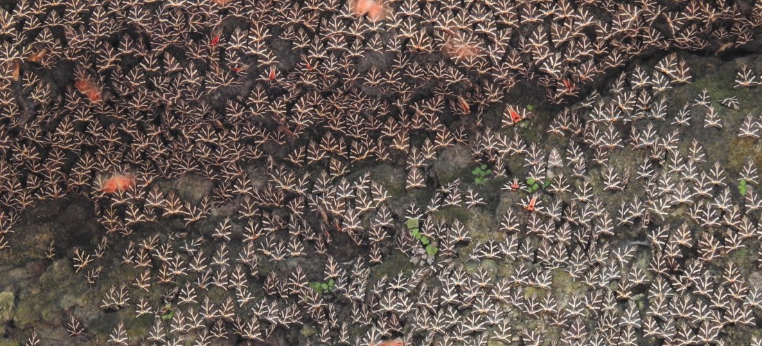Dicht gedrängte Schmetterlinge mit orangefarbenen und schwarz-weißen Flügelmustern bedecken in großen Mengen den Boden und Felsen eines Waldbodens. Die Schmetterlinge wirken wie ein lebendiger Teppich mit symmetrischen Mustern. Einige wenige grüne Blätter