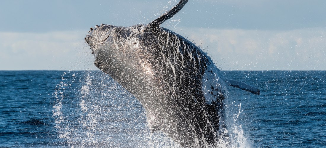 Ein riesiger Buckelwal springt aus dem Wasser und wirbelt dabei Gischt in alle Richtungen. Der Moment ist dynamisch eingefangen, der Wal ist fast vollständig über der Wasseroberfläche.