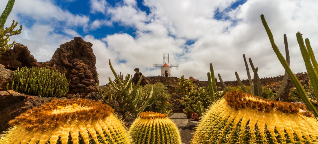 Große, kugelige Kakteen im Vordergrund eines botanischen Gartens mit Kakteenlandschaft. Im Hintergrund steht eine weiße Windmühle mit rotem Dach unter teils bewölktem Himmel.