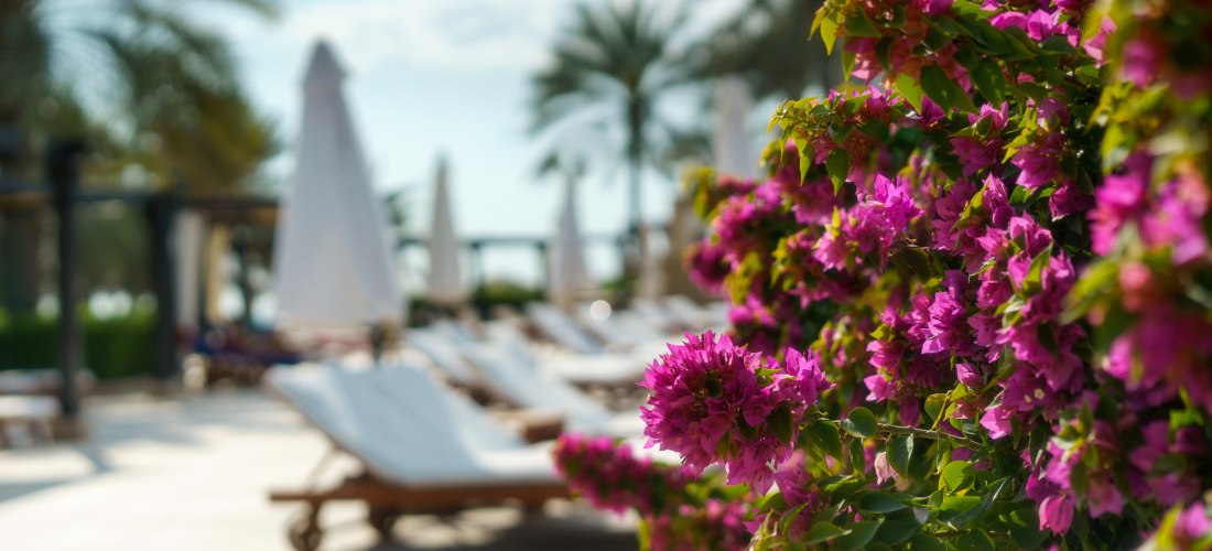 Nahaufnahme von pinken Bougainvillea-Blüten vor Sonnenliegen und Sonnenschirmen in einer tropischen Resort-Umgebung