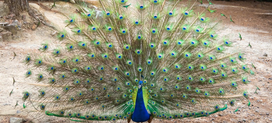 Ein Pfau präsentiert sein Rad mit weit aufgefächertem Schwanzgefieder in leuchtenden Blau-, Grün- und Goldtönen
