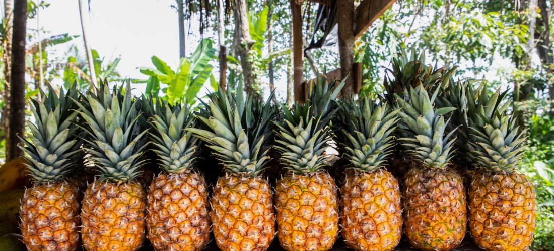 Reihe frischer, reifer Ananas mit grünen Kronen auf einem Holztisch unter einer überdachten Hütte im tropischen Dschungel