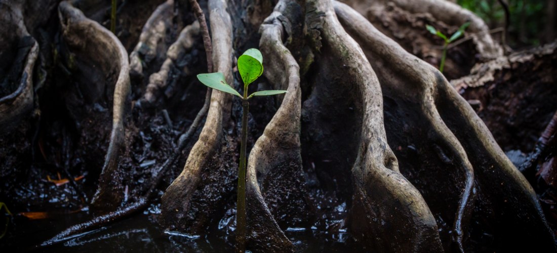 Wurzeln einer Mangrove mit junger Pflanze im Wasser bei Fujairah, Vereinigte Arabische Emirate. Detailaufnahme der Vegetation in den Küsten-Mangroven – wichtiges Natur- und Schutzgebiet.