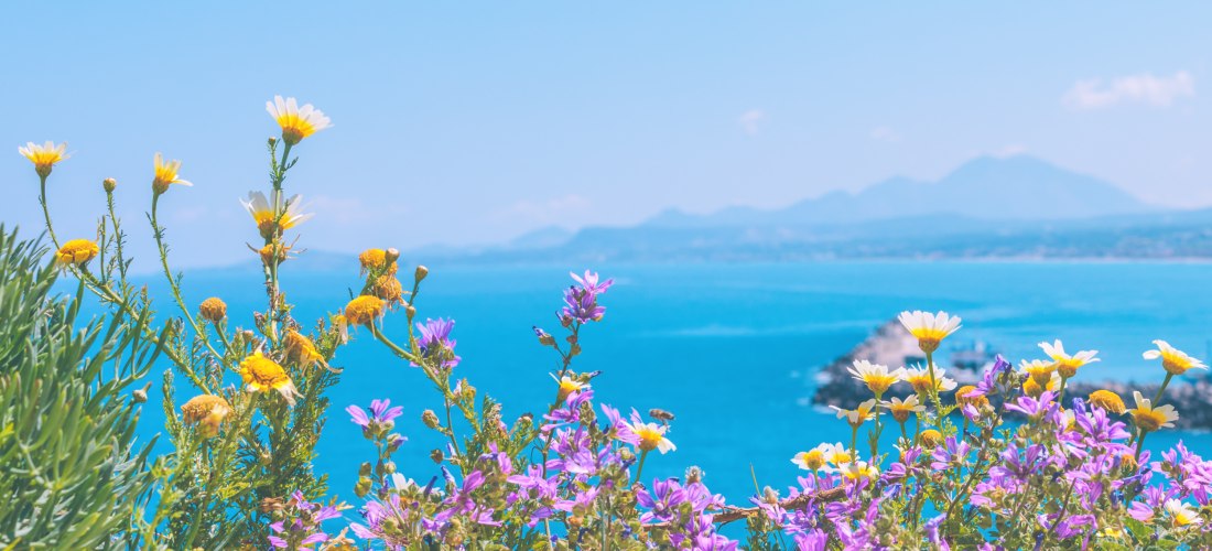Blick auf Frühlingsblumen vor dem Meer
