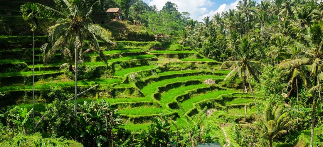 Üppig grüne Reisterrassen von Tegallalang auf Bali mit Palmen und tropischer Vegetation unter blauem Himmel